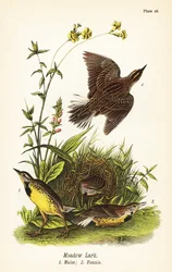 Sturnelle des prés, Sturnella magna