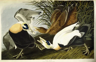 Eider mâle et femelle