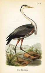 Grand héron, Ardea herodias