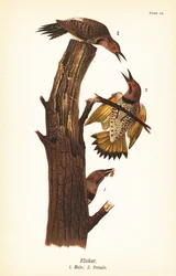 Pic flamboyant, Colaptes auratus