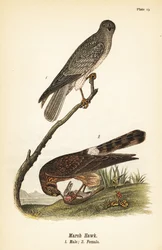Busard Saint-Martin, Circus hudsonius