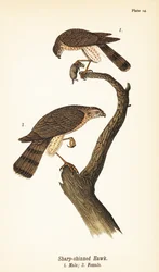 Épervier brun, Accipiter striatus, mâle avec proie 1, femelle 2