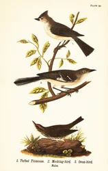 Mésange bicolore, Baeolophus bicolor, moqueur polyglotte, Mimus polyglottos et paruline couronnée, Seiurus aurocapilla