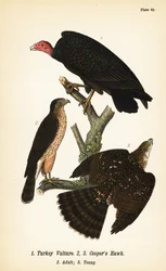 Urubu à tête rouge, Cathartes aura 1, et autour des palombes, Accipiter cooperii, adulte 2, jeune 3
