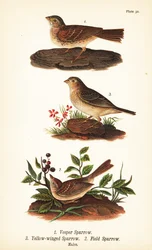Bruant vespéral, Pooecetes gramineus 1, bruant sauterelle, Ammodramus savannarum 2 et bruant des champs, Spizella pusilla 3