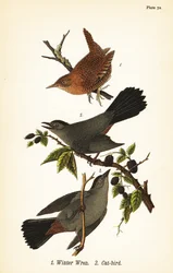 Troglodyte des forêts, Troglodytes hiemalis 1, et moqueur chat, Dumetella carolinensis 2