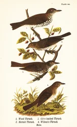 Grive des bois, Hylocichia mustelina 1, grive de Swainson, Catharus ustulatus 2, grive à dos olive ou grive ermite, Catharus guttatus 3, et grive fauve ou grive de Wilson, Catharus fuscescens 4