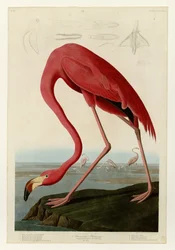431 Flamant américain