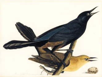 Un couple de quiscales majeurs