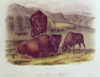 Bison américain ou buffle, de 