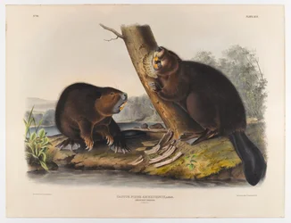 Castor américain, 1844