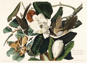 Coulicou à bec noir tiré de Birds of America (1827)