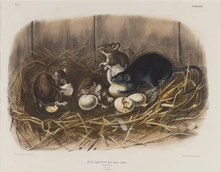 Rat noir, vers 1845