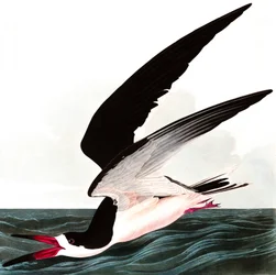 Bec-en-ciseaux noir ou puffin, Rhincops nigra, tiré de « The Birds of America » par John J. Audubon, publié en 1827-38