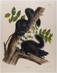 Écureuil noir