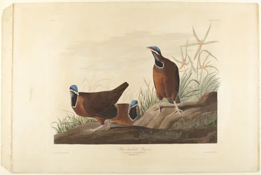Pigeon à tête bleue