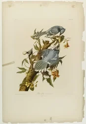 Geai bleu, imprimé par Julien Bien et publié par Roe Lockwood & Son, 1861