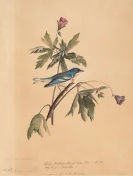 Paruline à Dos Jaune et Bleu