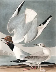 Goéland de Bonaparte, Larus Bonapartii, de "Les Oiseaux d