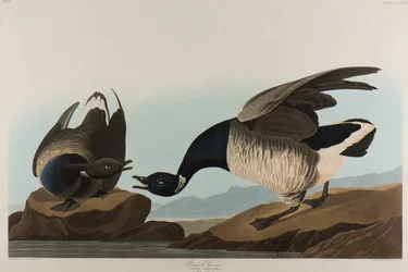 Bernache cravant, 1837