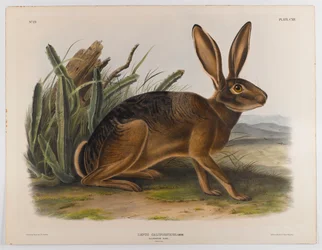 Lièvre de Californie, 1847