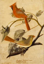 Gros-bec cardinal