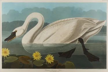 Cygne américain commun, 1838