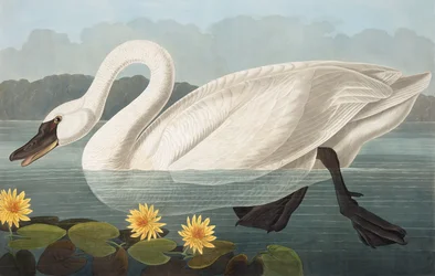 Cygne américain, Cygnus Americanus, de "Les Oiseaux d