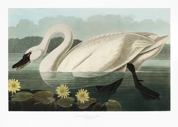 Cygne d