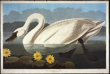 Cygne américain commun. Cygne siffleur
