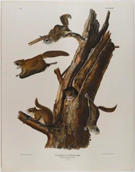 Écureuil volant commun