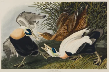Canard eider, 1835