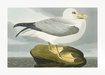 Fulmar, tiré de *Birds of America* (1827)