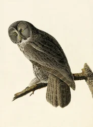 Chouette cendrée, Strix Nebulosa, de "Les Oiseaux d