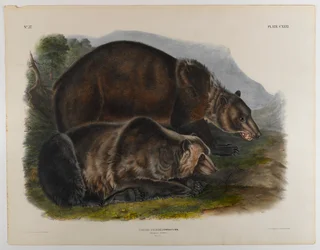 Ours grizzly
