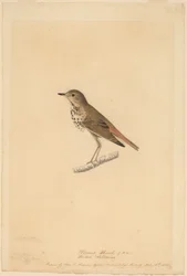 Grive solitaire