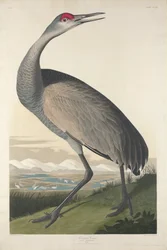 Grue blanche, 1835