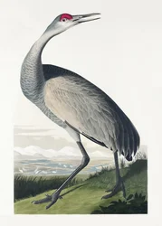 Grue à collier, tirée de *Birds of America* (1827)