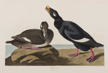 Illustration de 