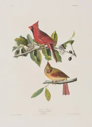 Illustration de 