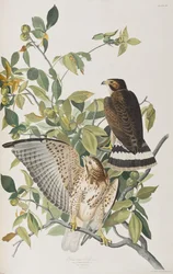 Illustration de 