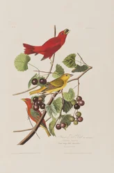Illustration de 