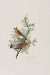 Illustration de 