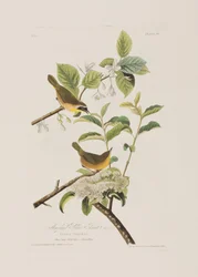 Illustration de 