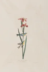 Illustration de 