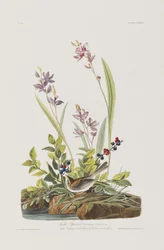 Illustration de 