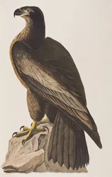 Illustration de 