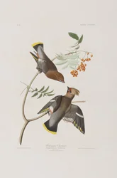 Illustration de 