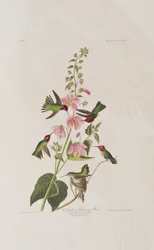 Illustration de 