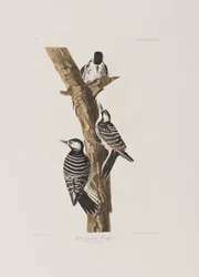 Illustration de 
